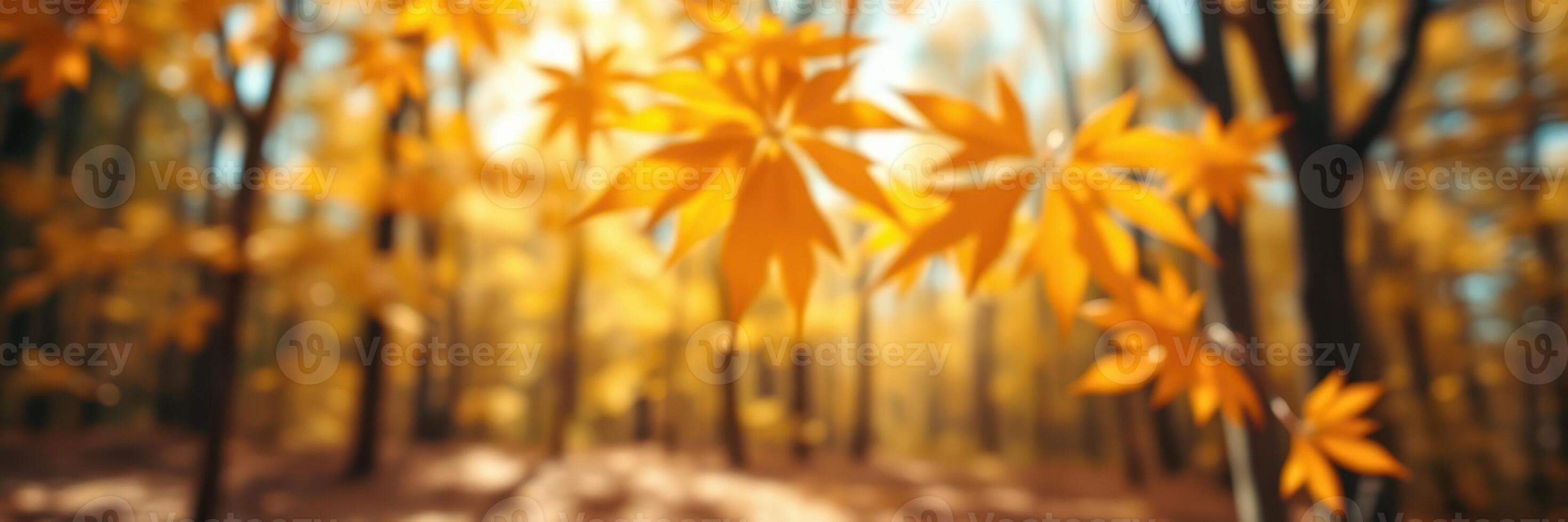 Colorful autumn foliage highlights golden leaves under sunlight in a tranquil forest setting photo