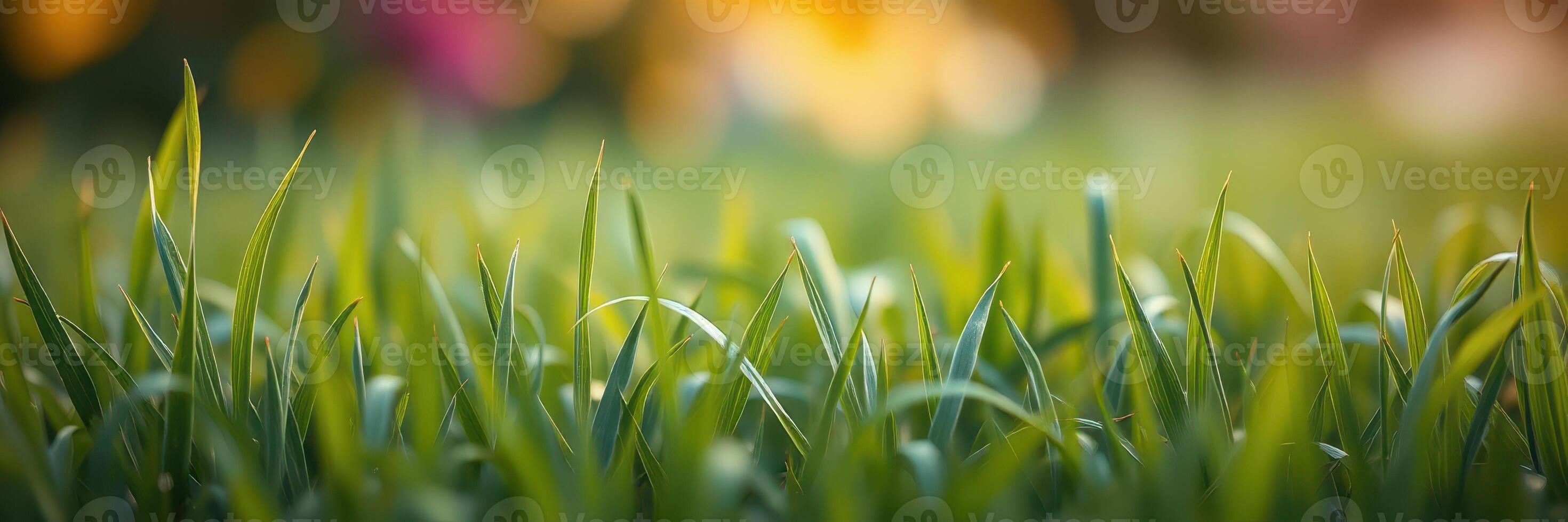 Fresh green grass sways gently in the warm sunlight during a serene afternoon in a lush garden paradise photo