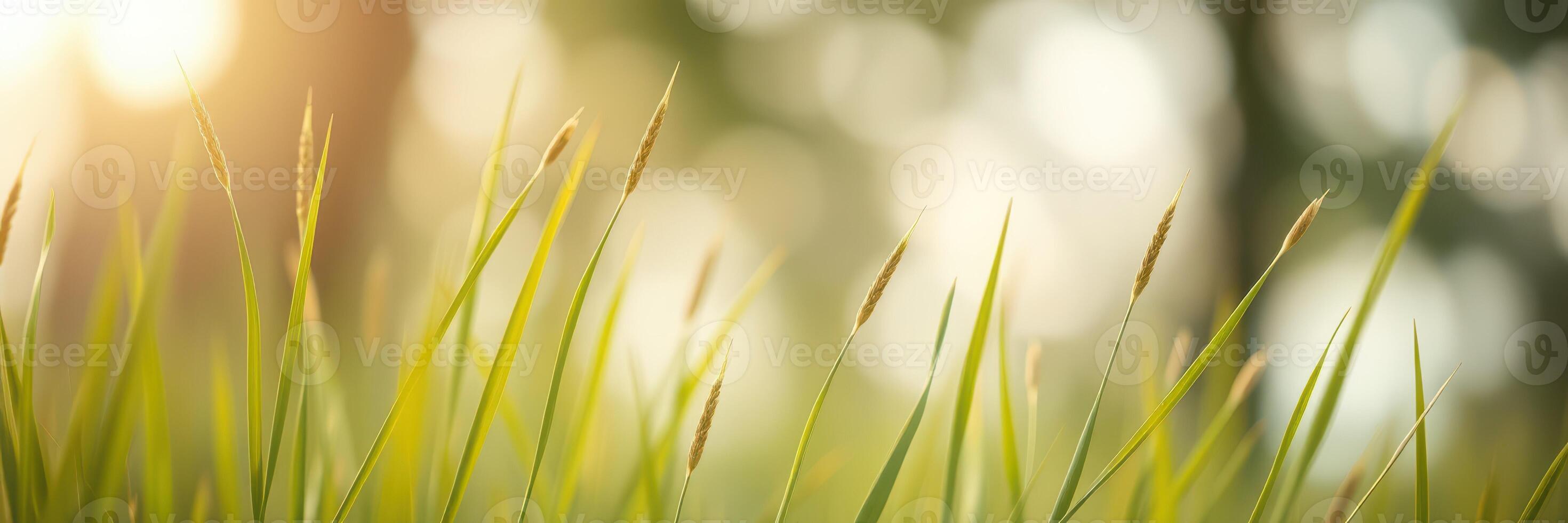 Sunlight shines through green grass blades in a serene natural setting during the golden hour photo