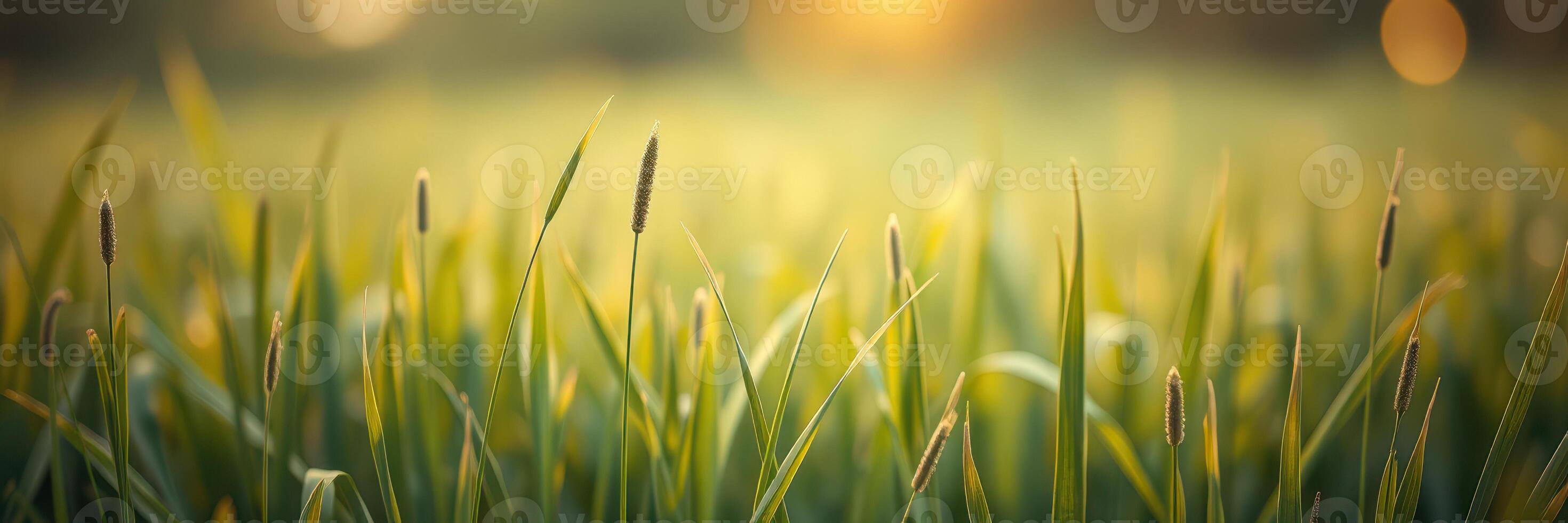 Golden sunlight illuminates lush green grass during a serene evening in a tranquil field setting photo