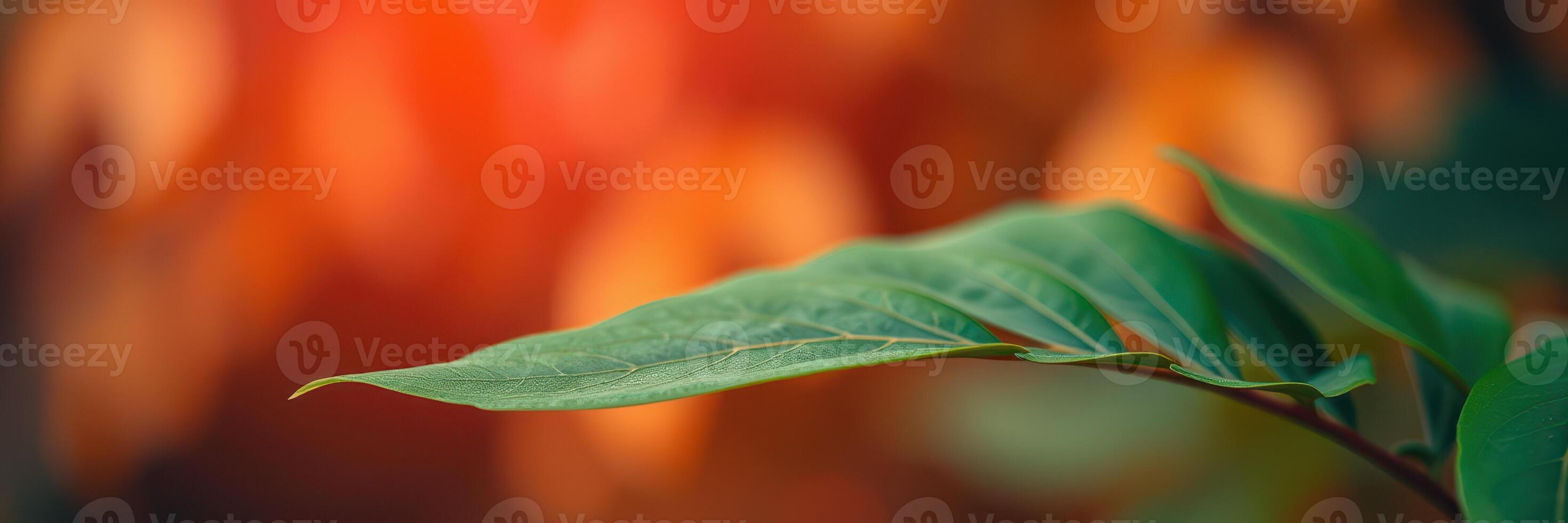 Close-up of a green leaf against a warm blurred background capturing the essence of nature in the late afternoon light photo