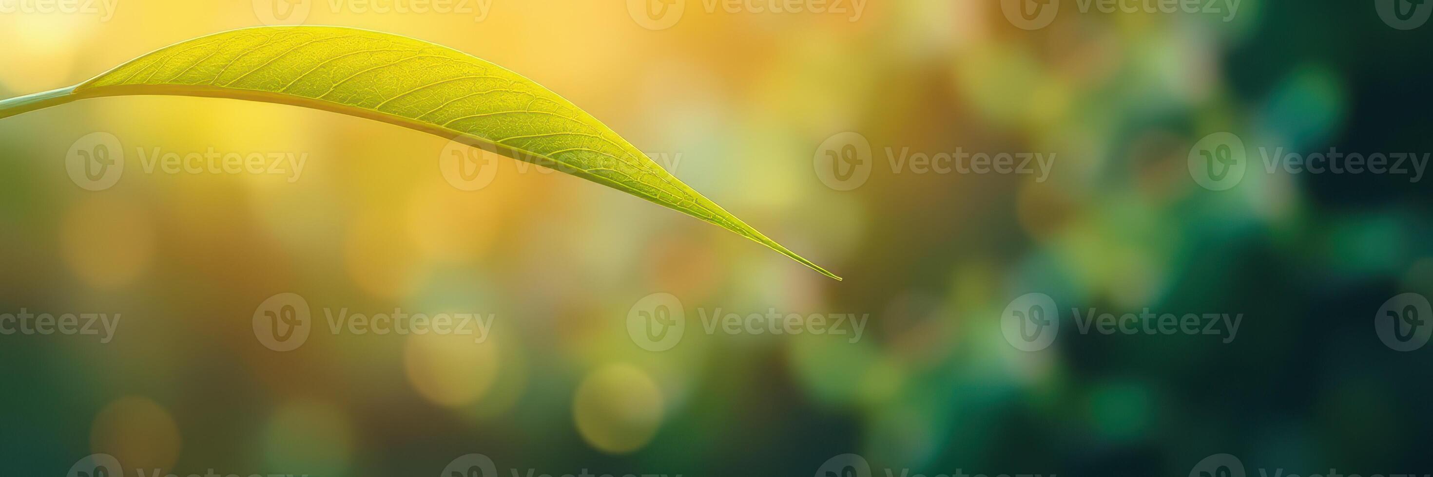 Leaf captured in soft evening light, showcasing vibrant green color amidst a blurred background of nature photo
