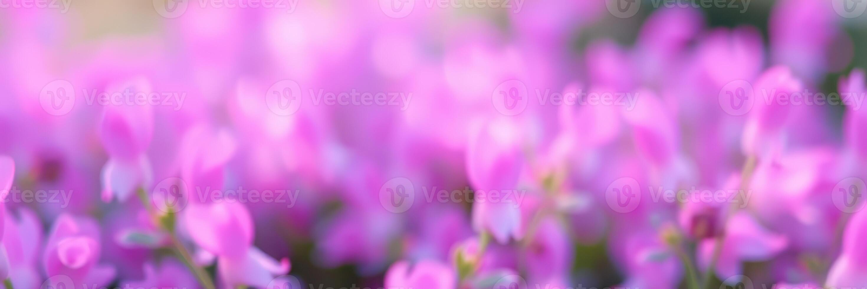 Vibrant pink flowers in a lush garden during a sunny spring afternoon create a peaceful and colorful atmosphere for visitors photo