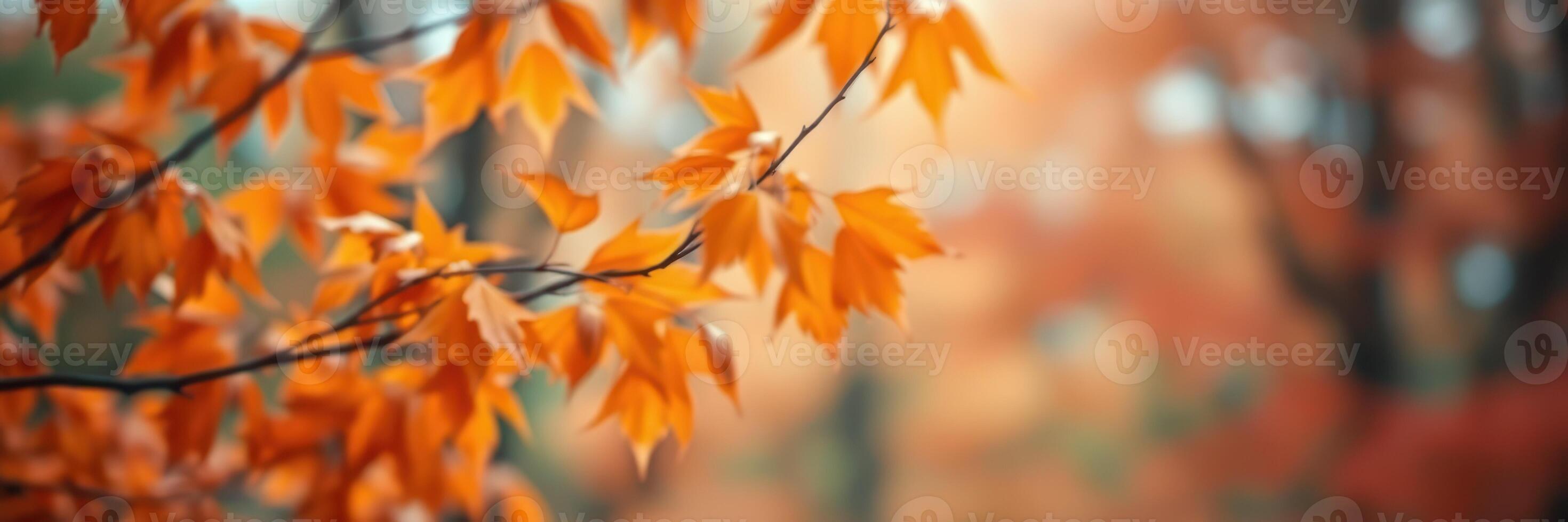 Vibrant orange leaves capture the essence of autumn in a serene forest setting photo