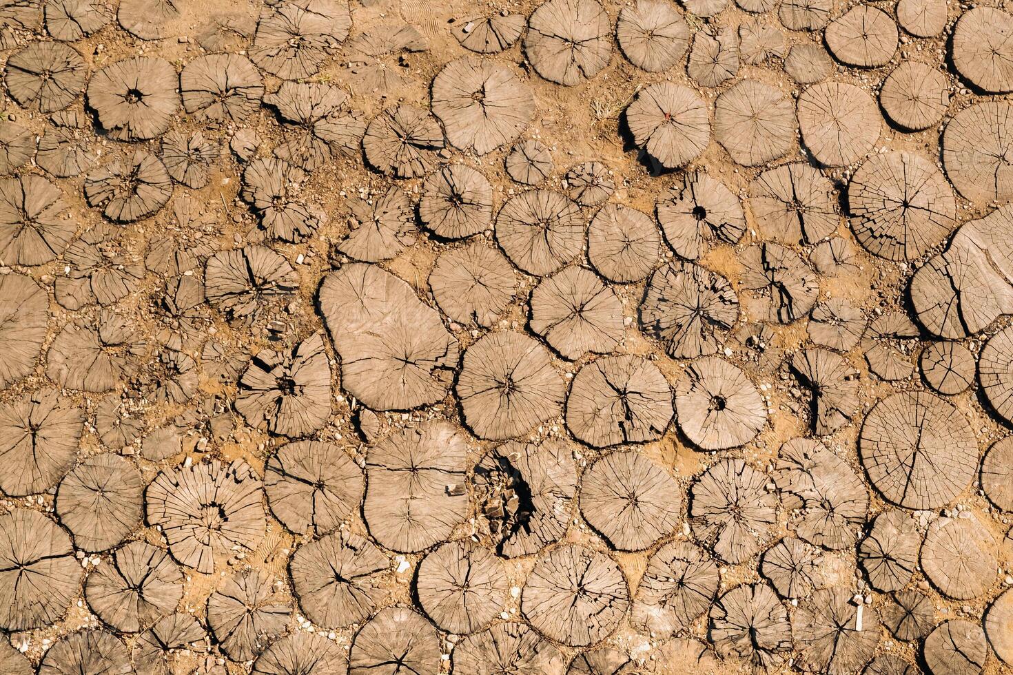 the old path is laid out of round wooden sections. Background of wooden sections of timber photo