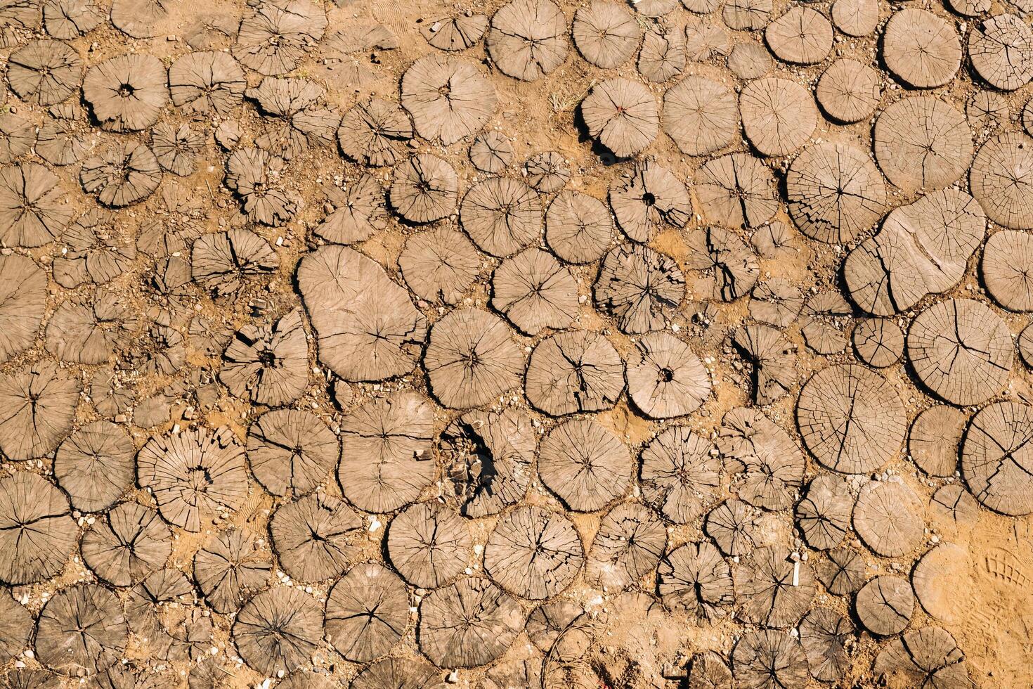 the old path is laid out of round wooden sections. Background of wooden sections of timber photo