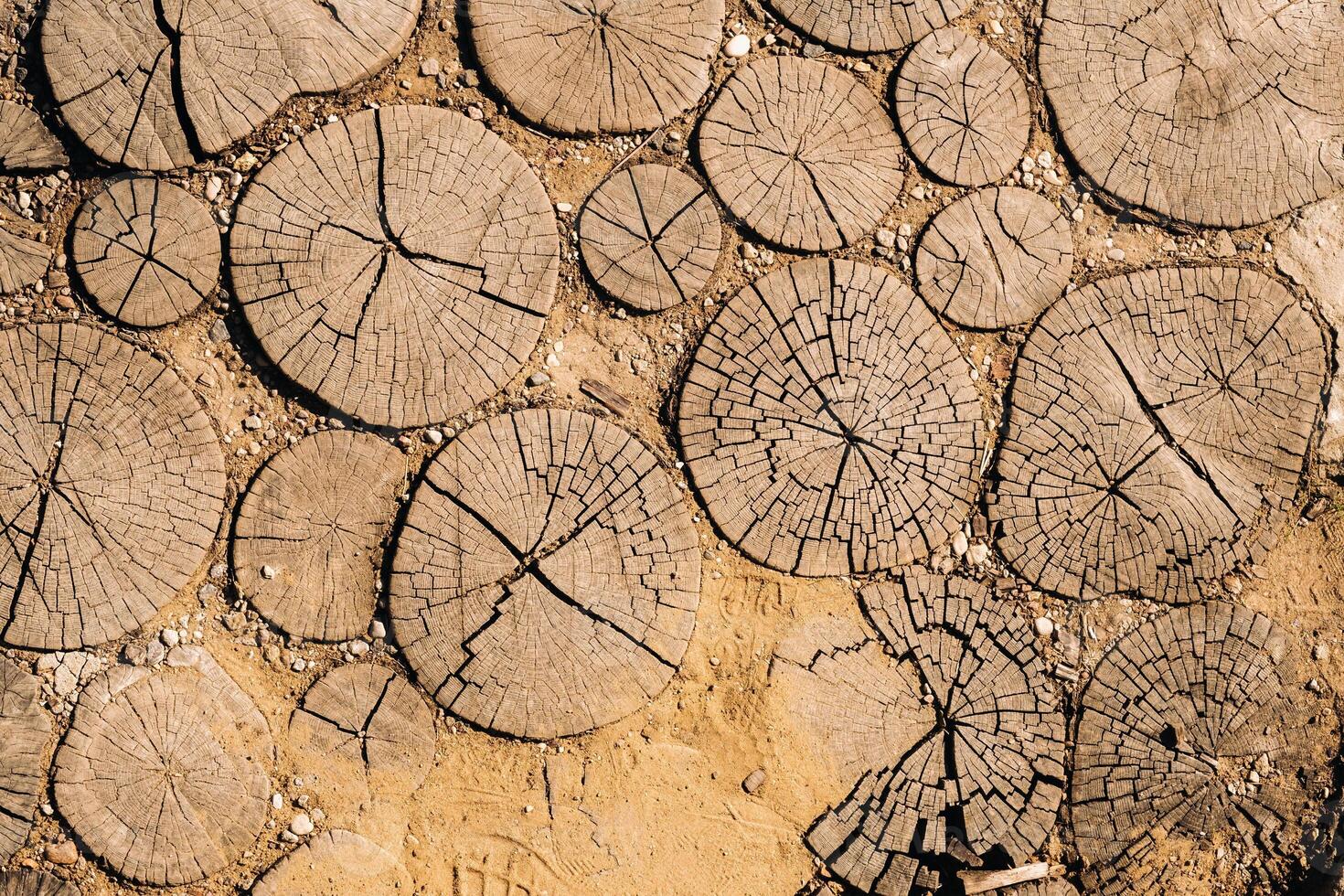 the old path is laid out of round wooden sections. Background of wooden sections of timber photo