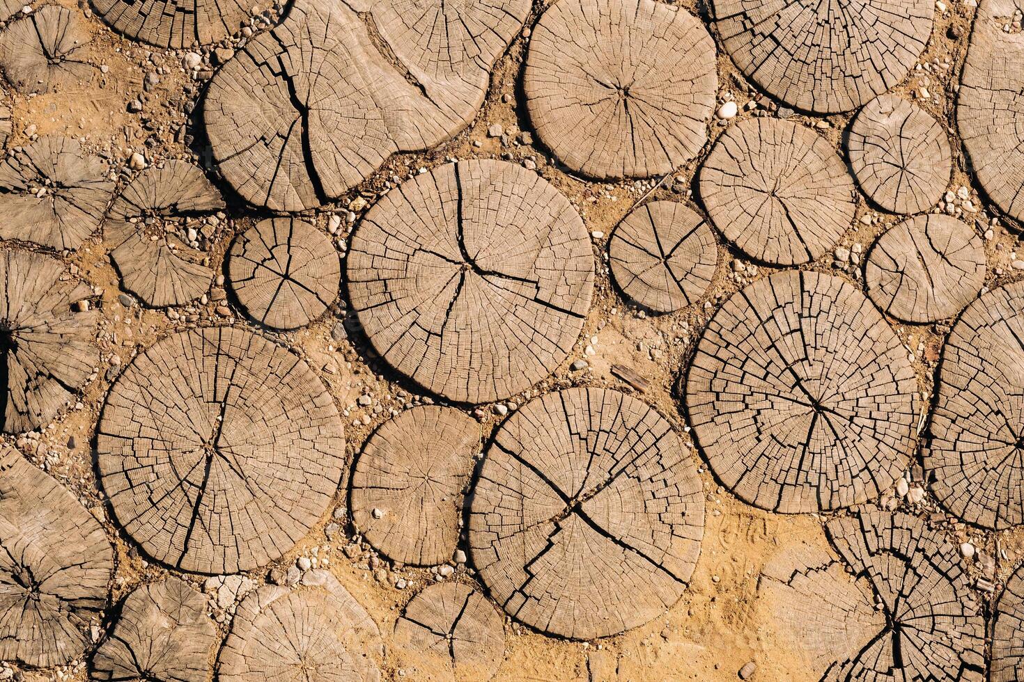 the old path is laid out of round wooden sections. Background of wooden sections of timber photo