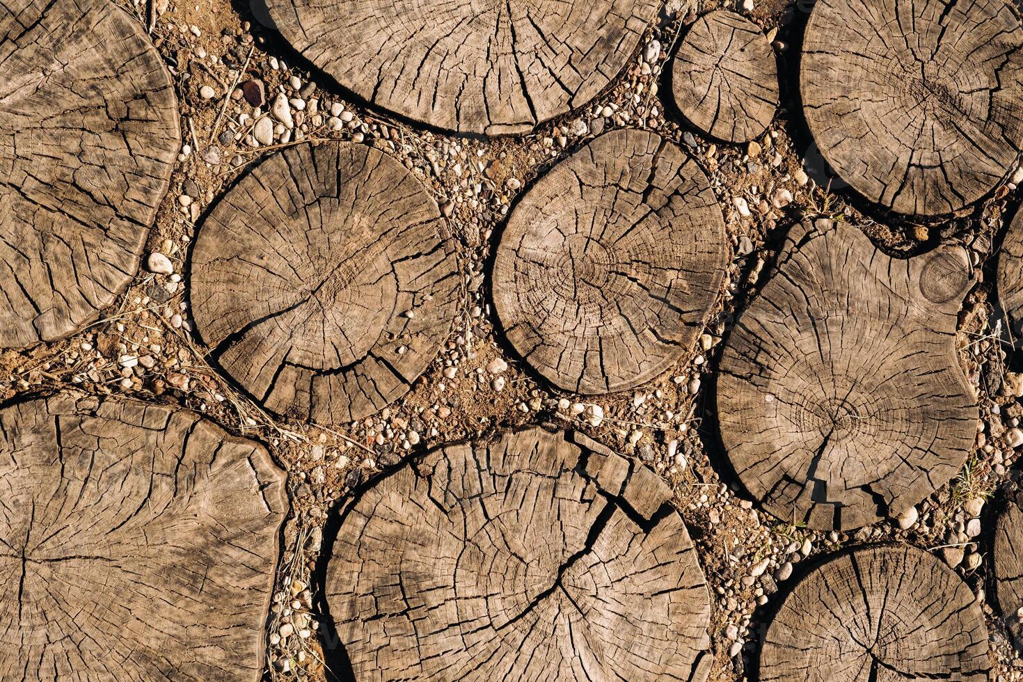 the old path is laid out of round wooden sections. Background of wooden sections of timber photo