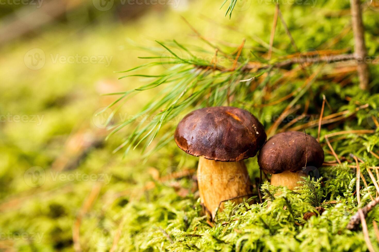 There are a lot of mushrooms lying in the forest on green moss. A lot of Polish moss mushrooms photo