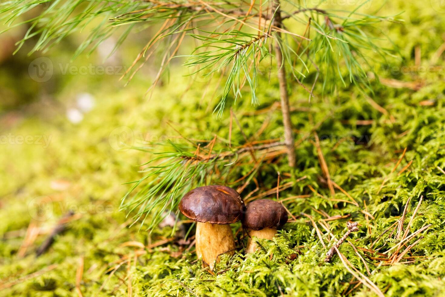 There are a lot of mushrooms lying in the forest on green moss. A lot of Polish moss mushrooms photo