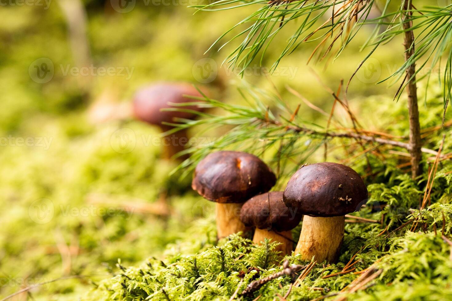 There are a lot of mushrooms lying in the forest on green moss. A lot of Polish moss mushrooms photo