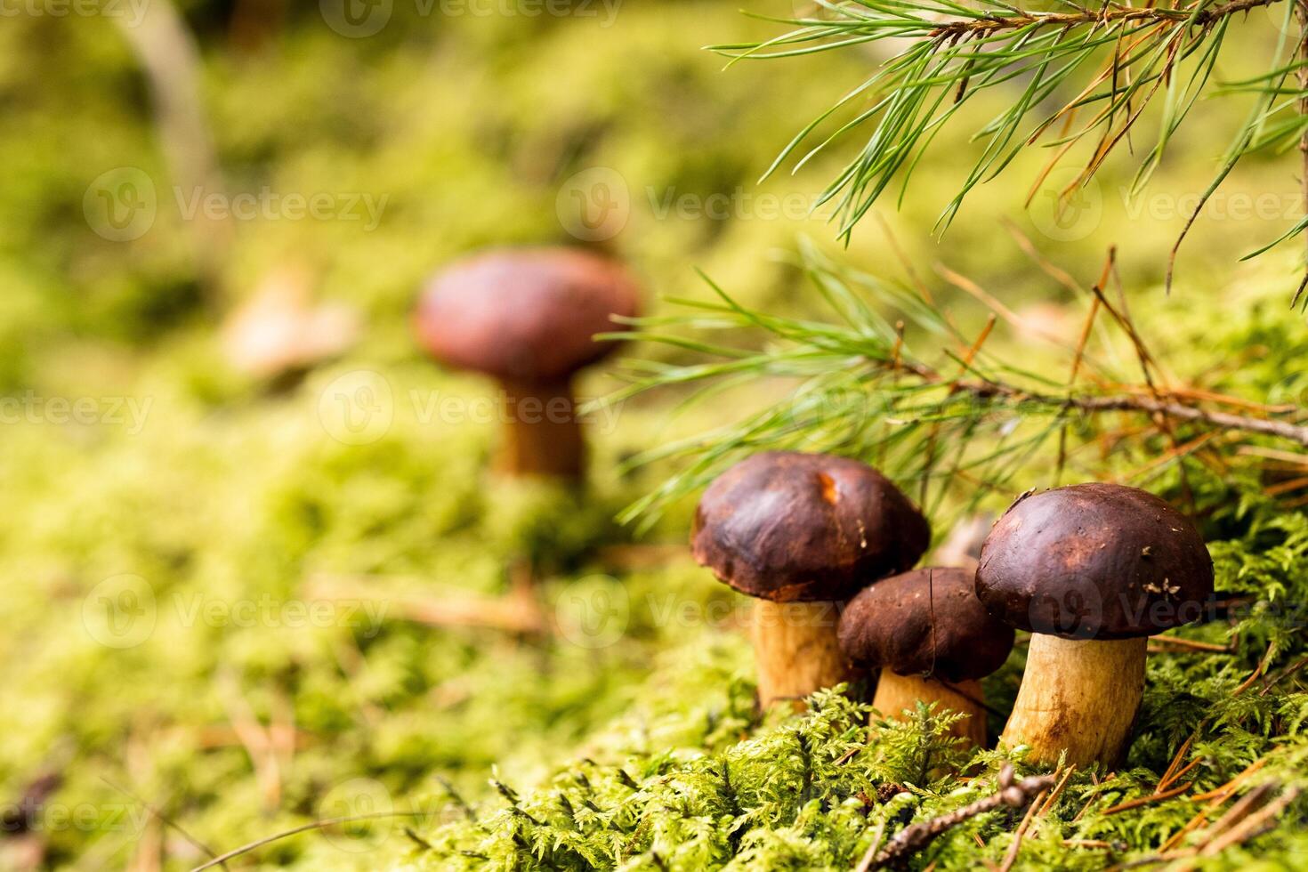 There are a lot of mushrooms lying in the forest on green moss. A lot of Polish moss mushrooms photo