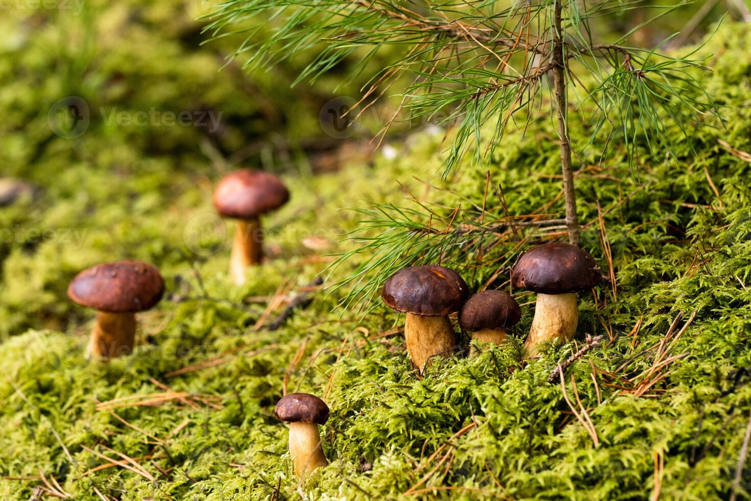 There are a lot of mushrooms lying in the forest on green moss. A lot of Polish moss mushrooms photo
