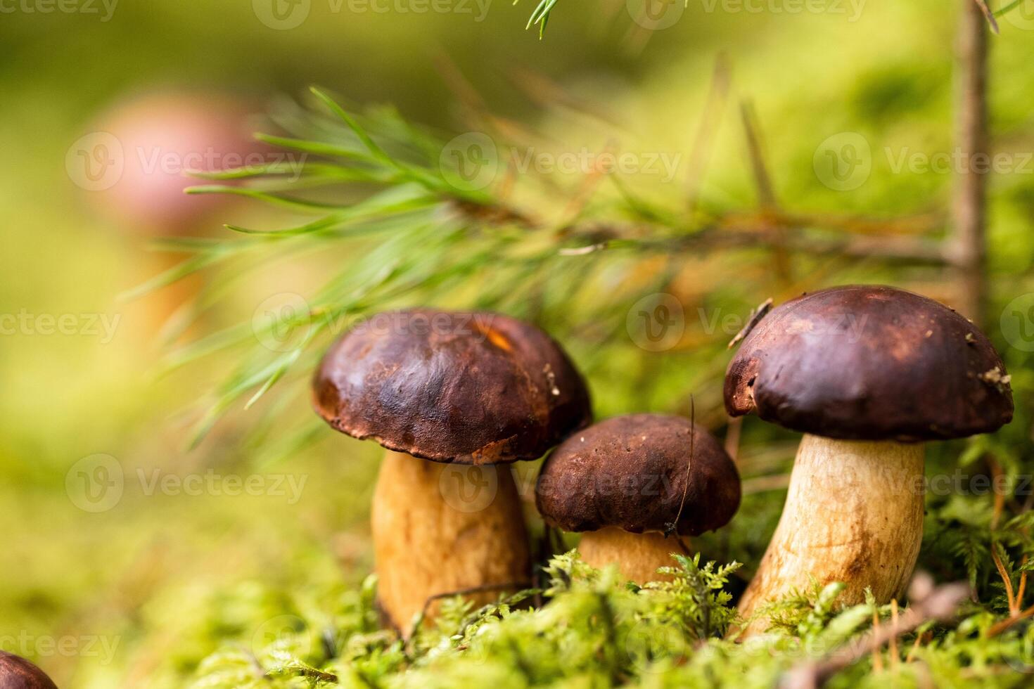 There are a lot of mushrooms lying in the forest on green moss. A lot of Polish moss mushrooms photo