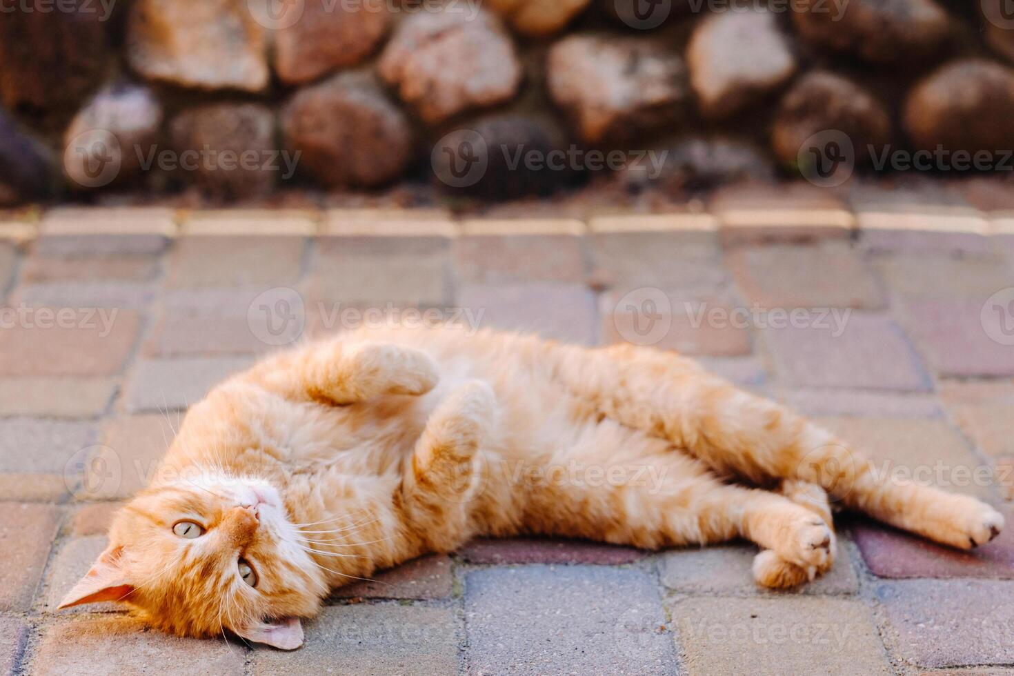 a ginger cat is lying on its back outdoors and enjoying a sunny summer day photo