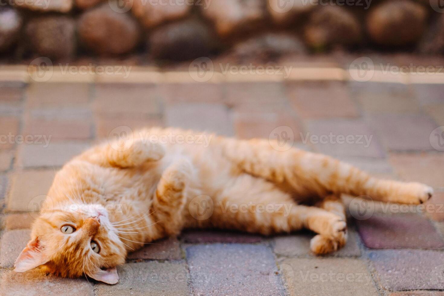a ginger cat is lying on its back outdoors and enjoying a sunny summer day photo