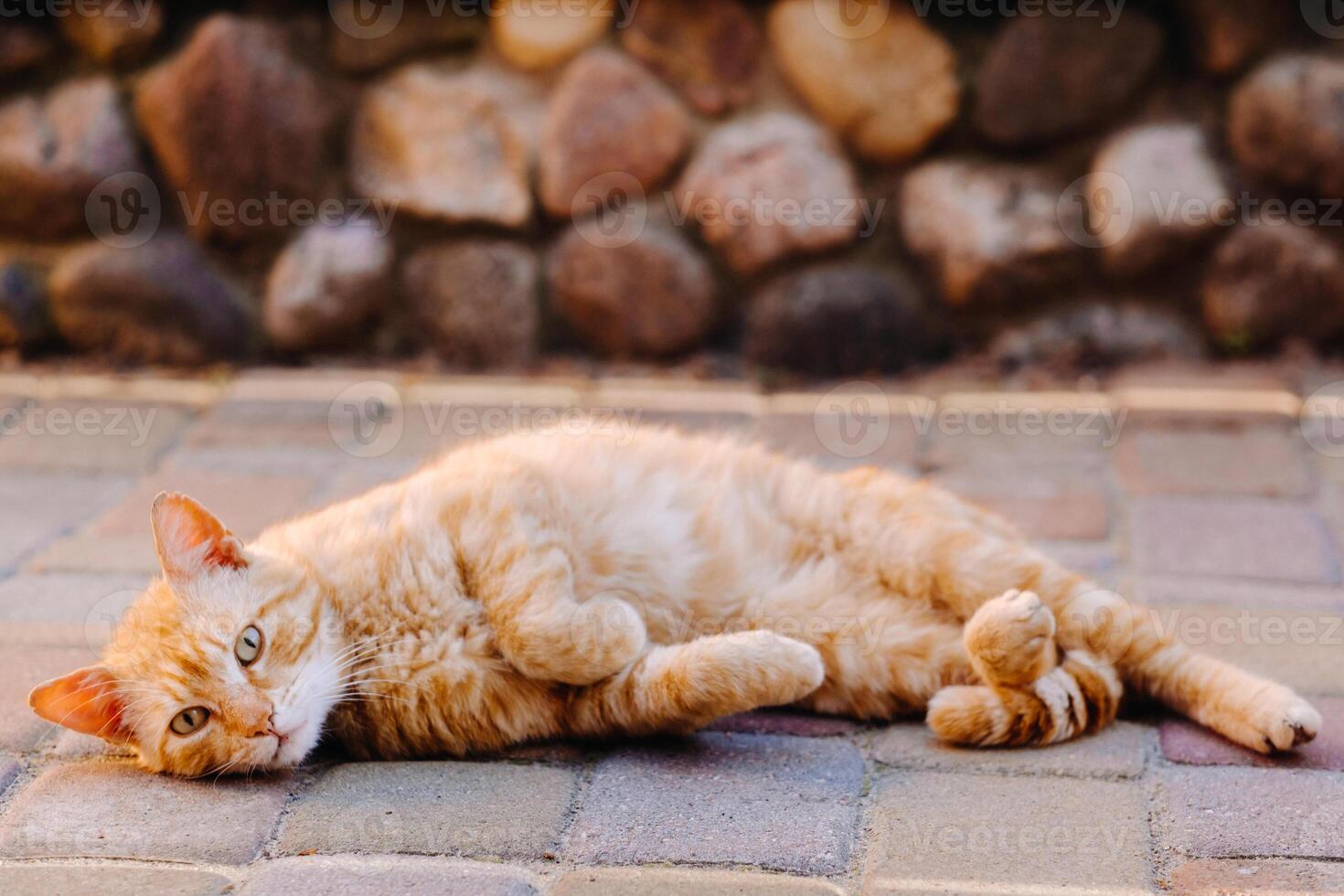 a red-haired cat lies on its side outdoors and enjoys a sunny summer day photo