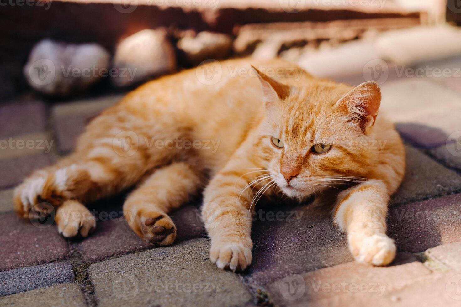 a red-haired cat lies outdoors and enjoys a sunny summer day photo