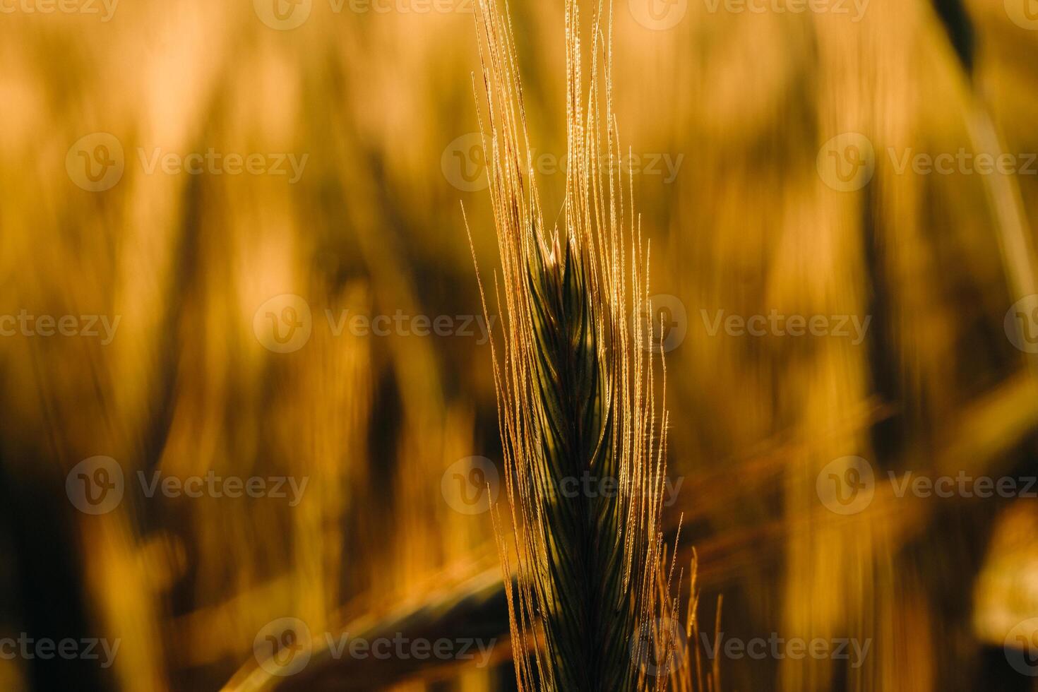 Wheat field at sunset . Golden ears of wheat . The concept of harvest photo
