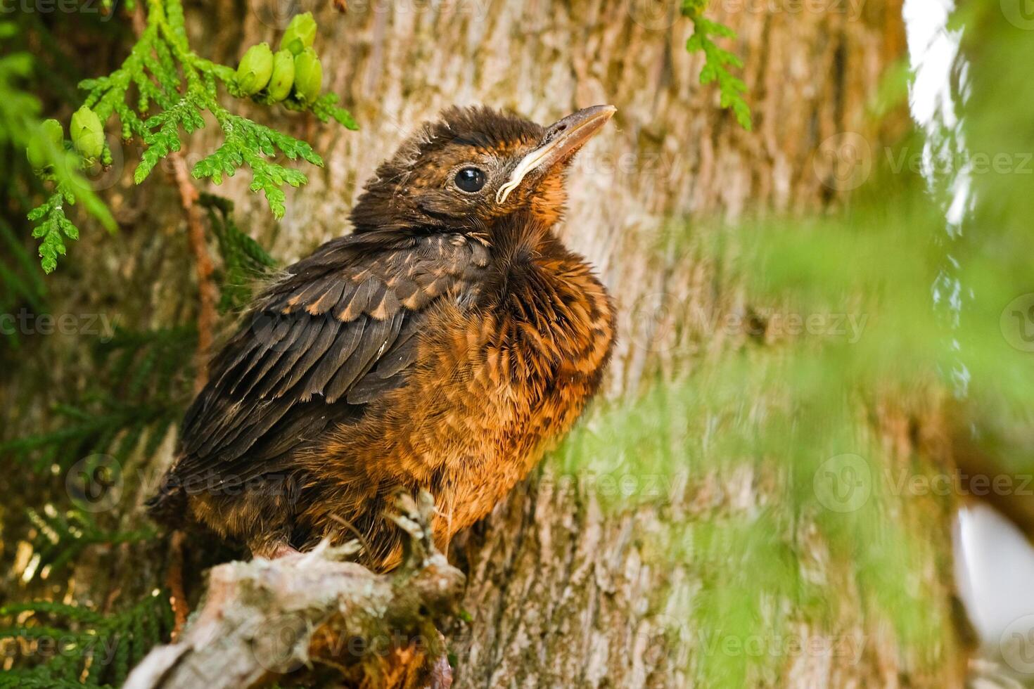 A thrush chick is sitting on a tree branch. The bird is a small blackbird sitting on the tree photo
