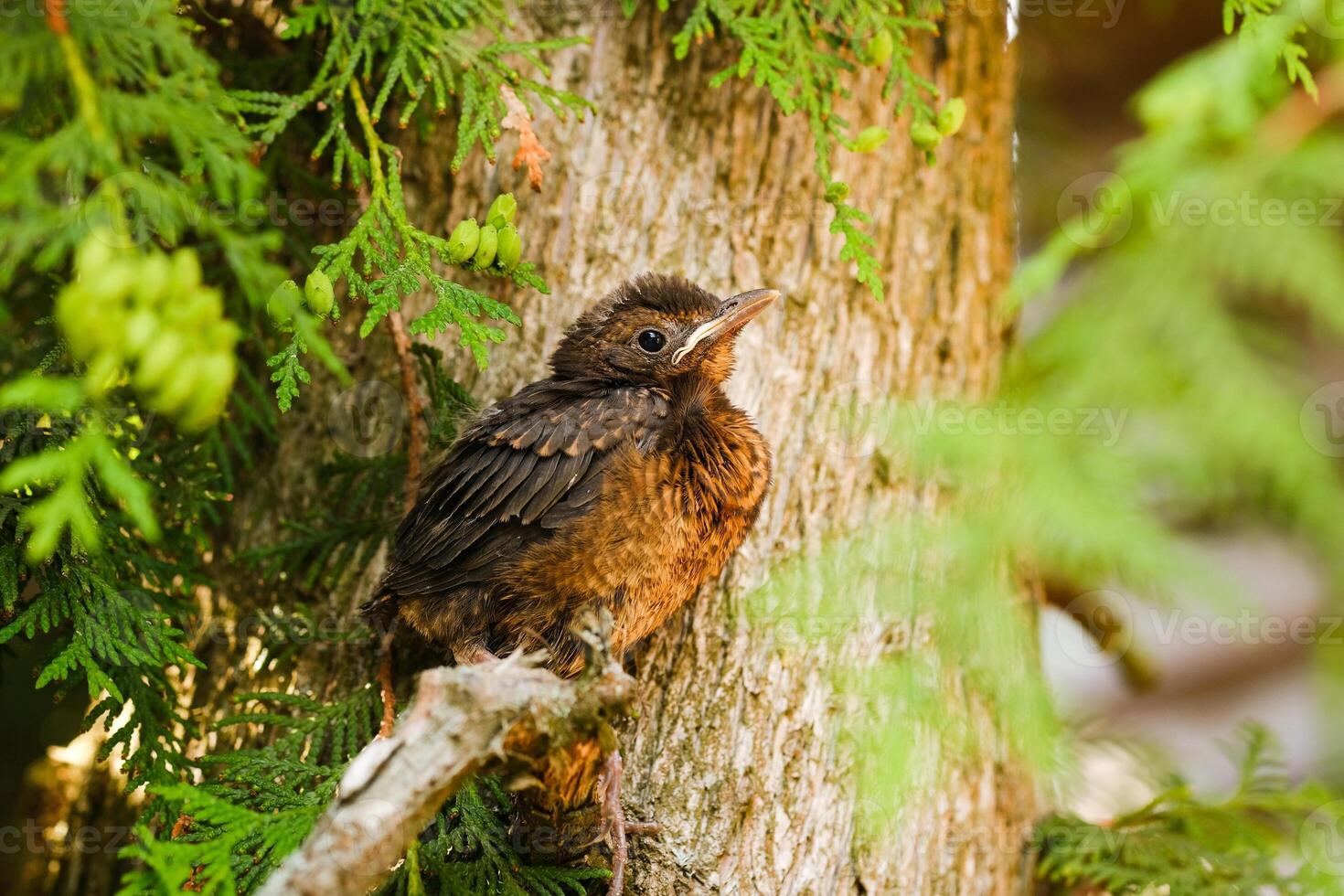 A thrush chick is sitting on a tree branch. The bird is a small blackbird sitting on the tree photo