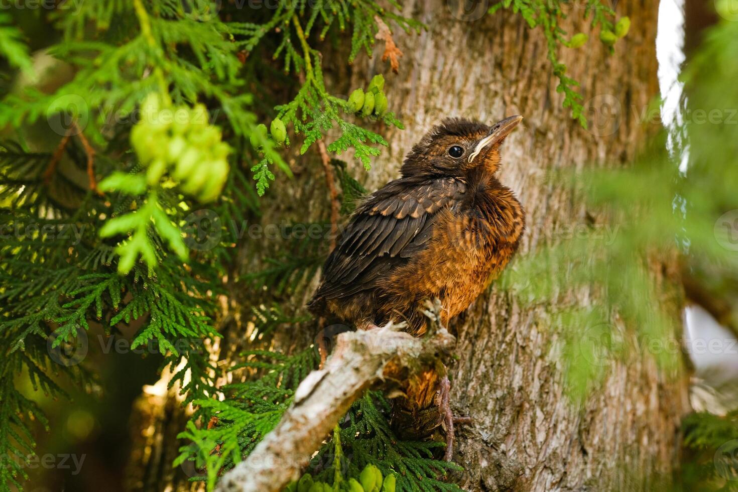 A thrush chick is sitting on a tree branch. The bird is a small blackbird sitting on the tree photo