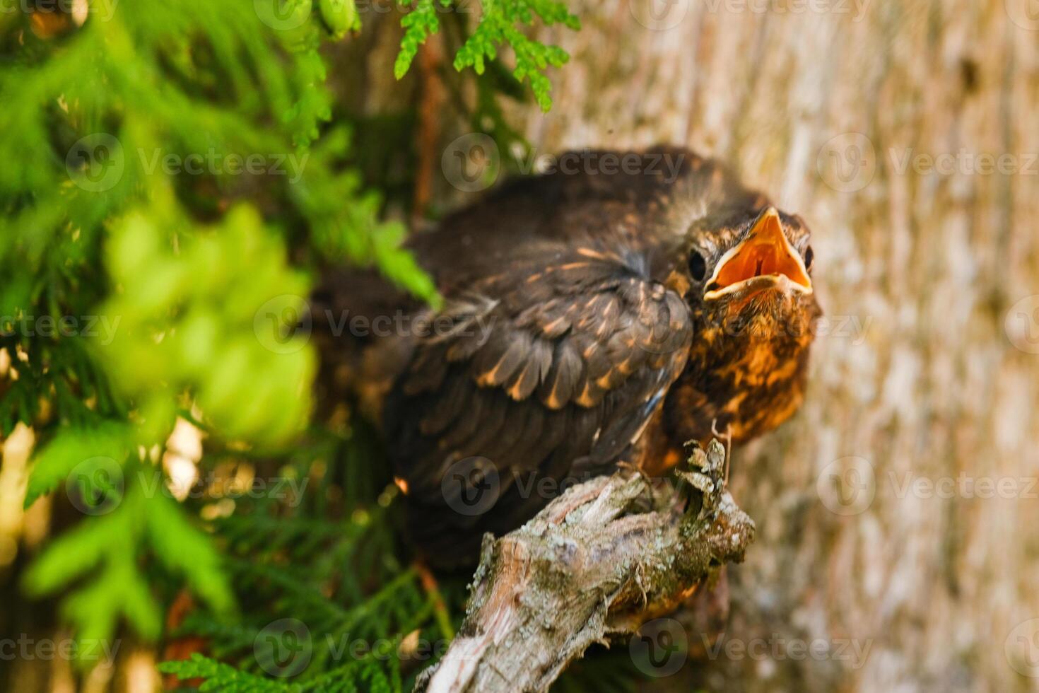 A thrush chick sits on a tree branch with its beak open in search of food. The bird is a small blackbird sitting on a tree photo