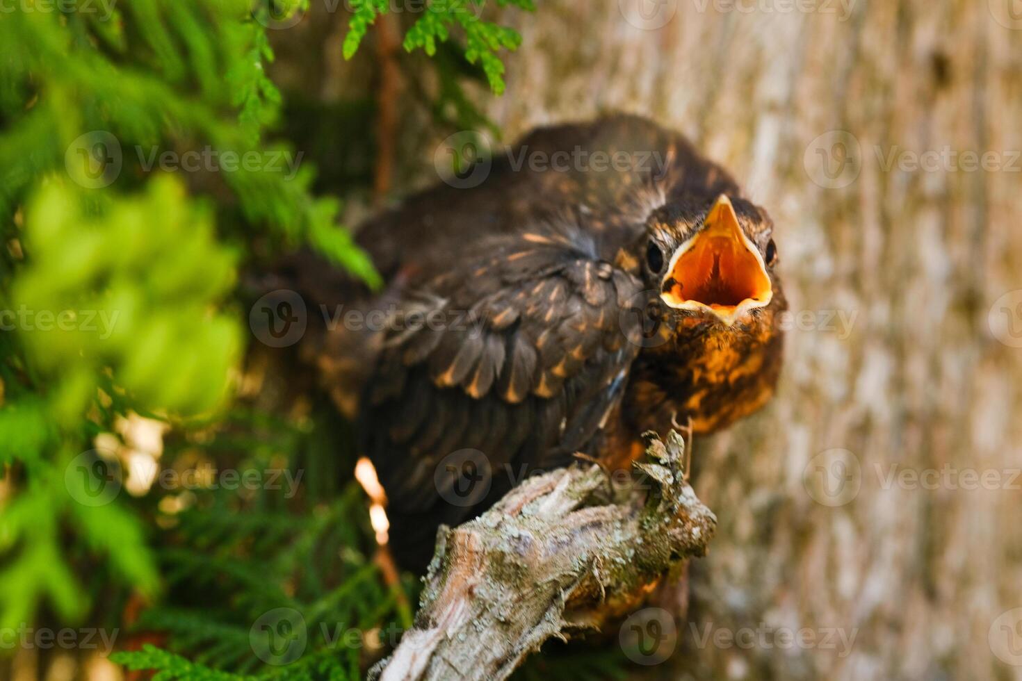 A thrush chick sits on a tree branch with its beak open in search of food. The bird is a small blackbird sitting on a tree photo