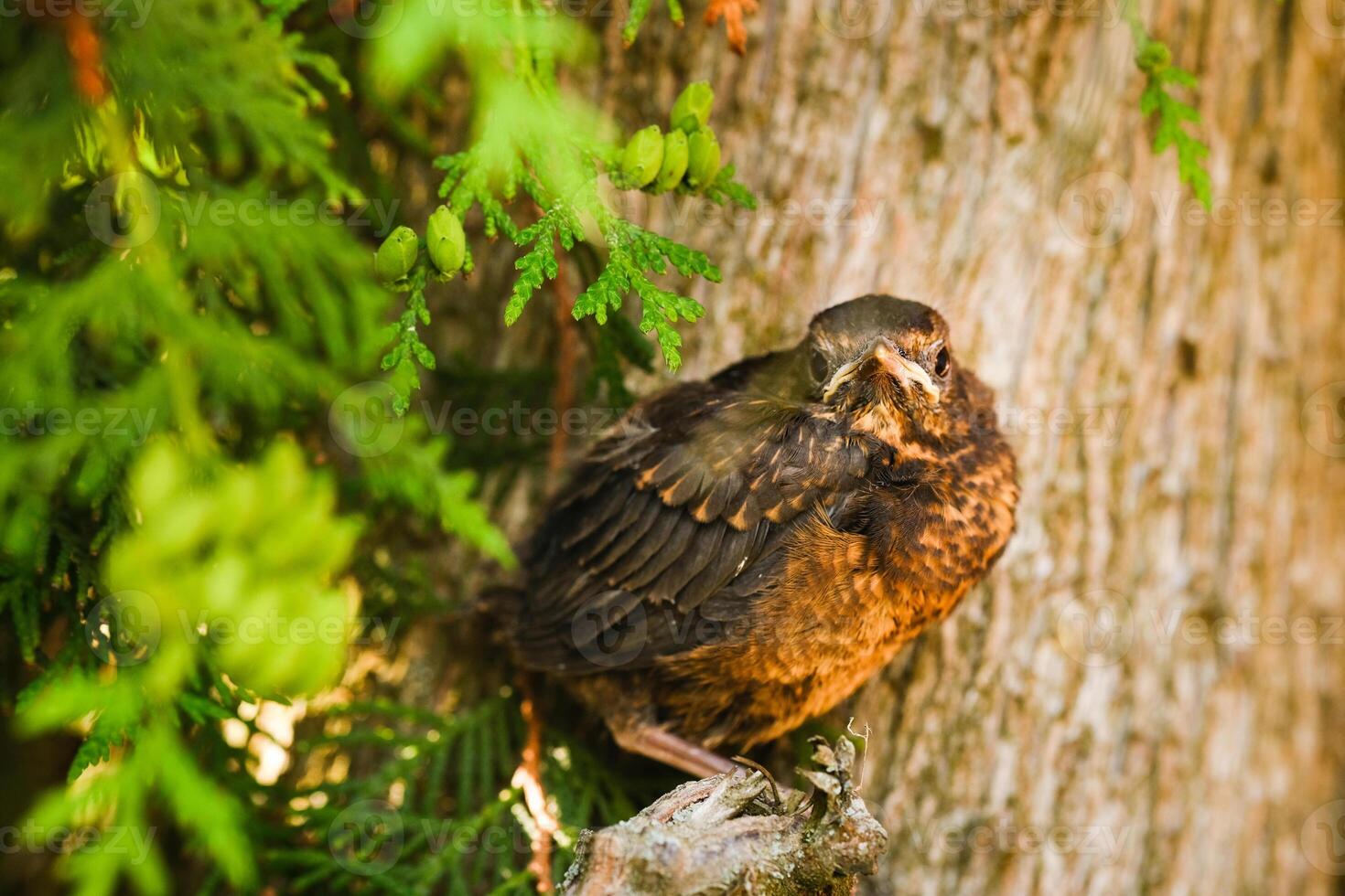A thrush chick is sitting on a tree branch. The bird is a small blackbird sitting on the tree photo