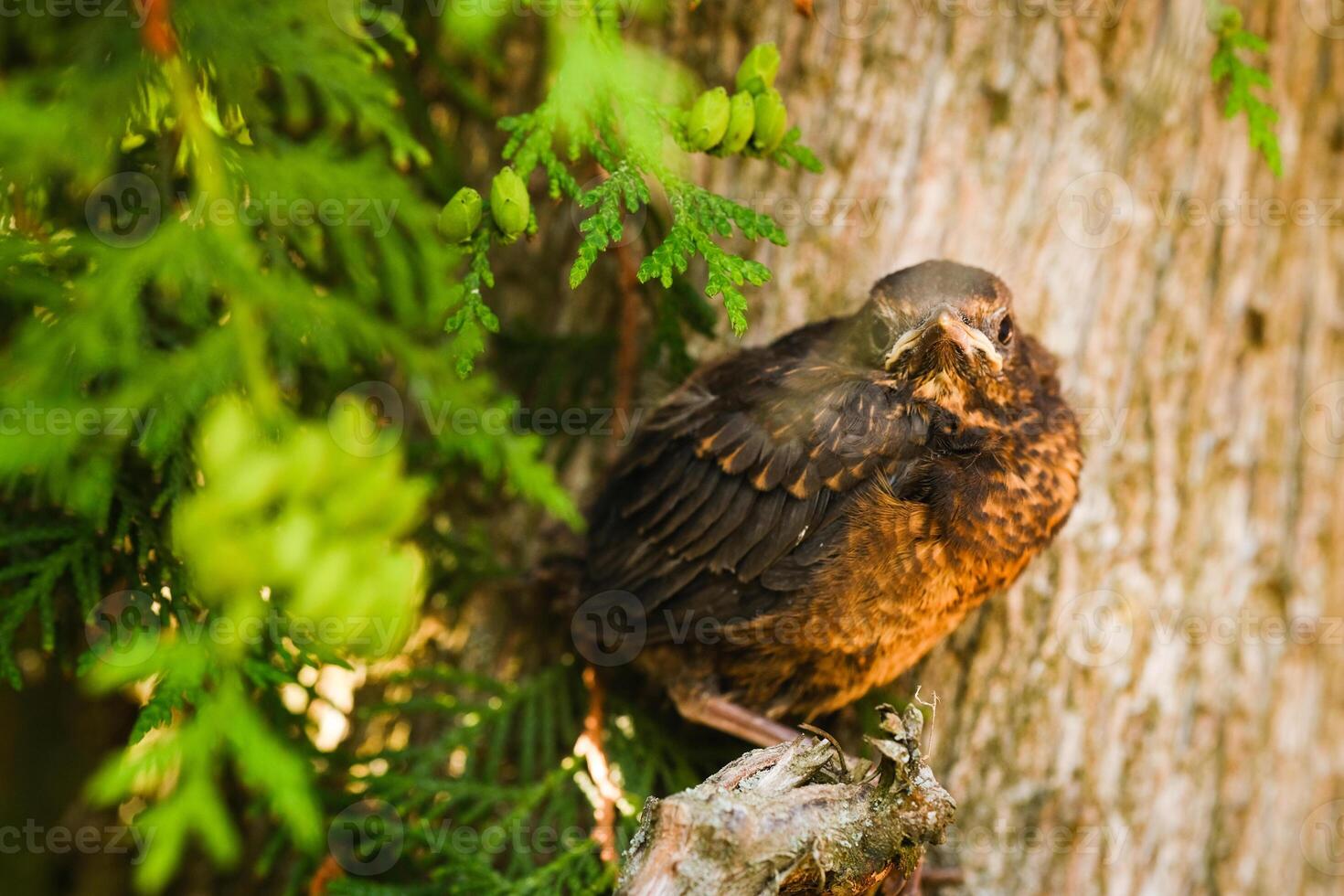 A thrush chick is sitting on a tree branch. The bird is a small blackbird sitting on the tree photo