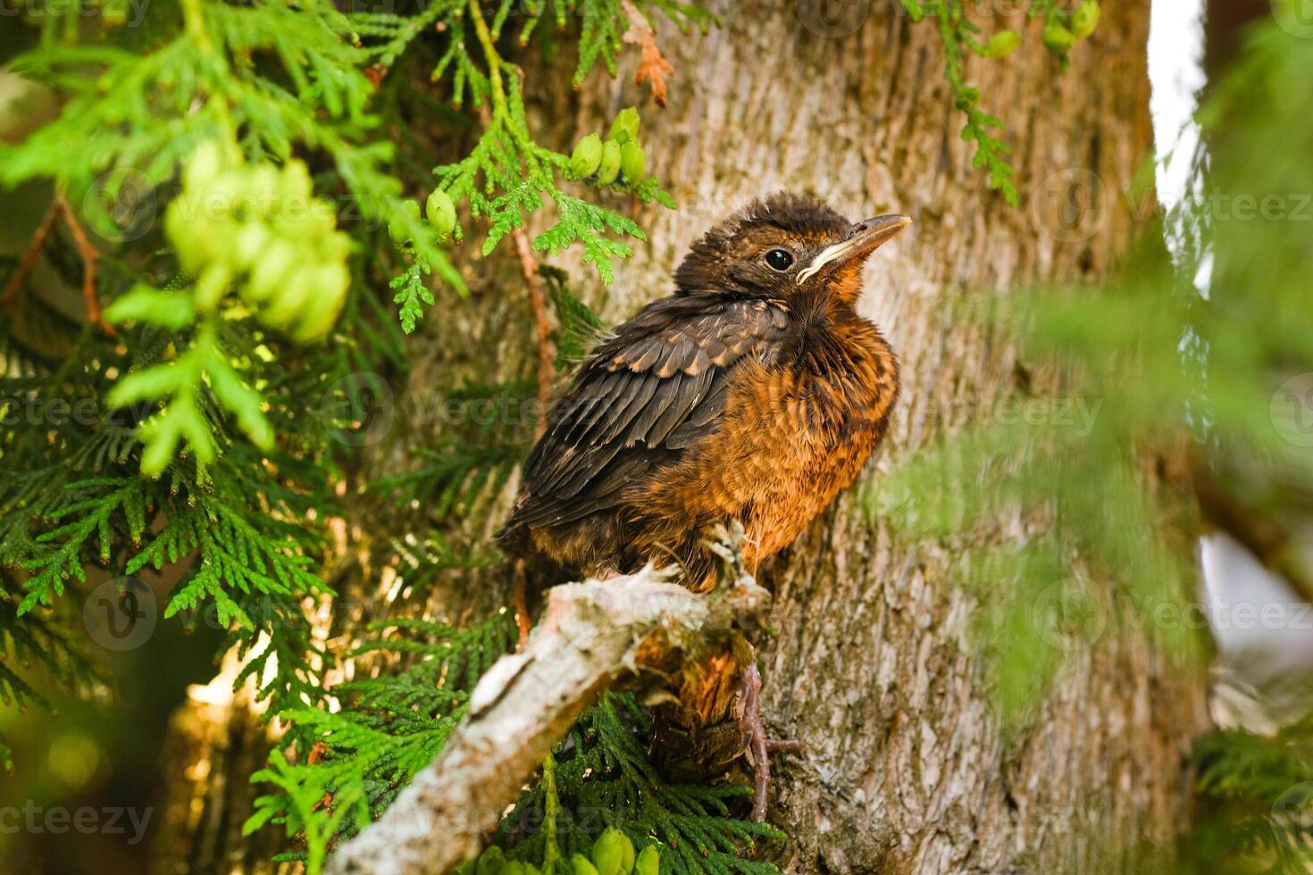 A thrush chick is sitting on a tree branch. The bird is a small blackbird sitting on the tree photo
