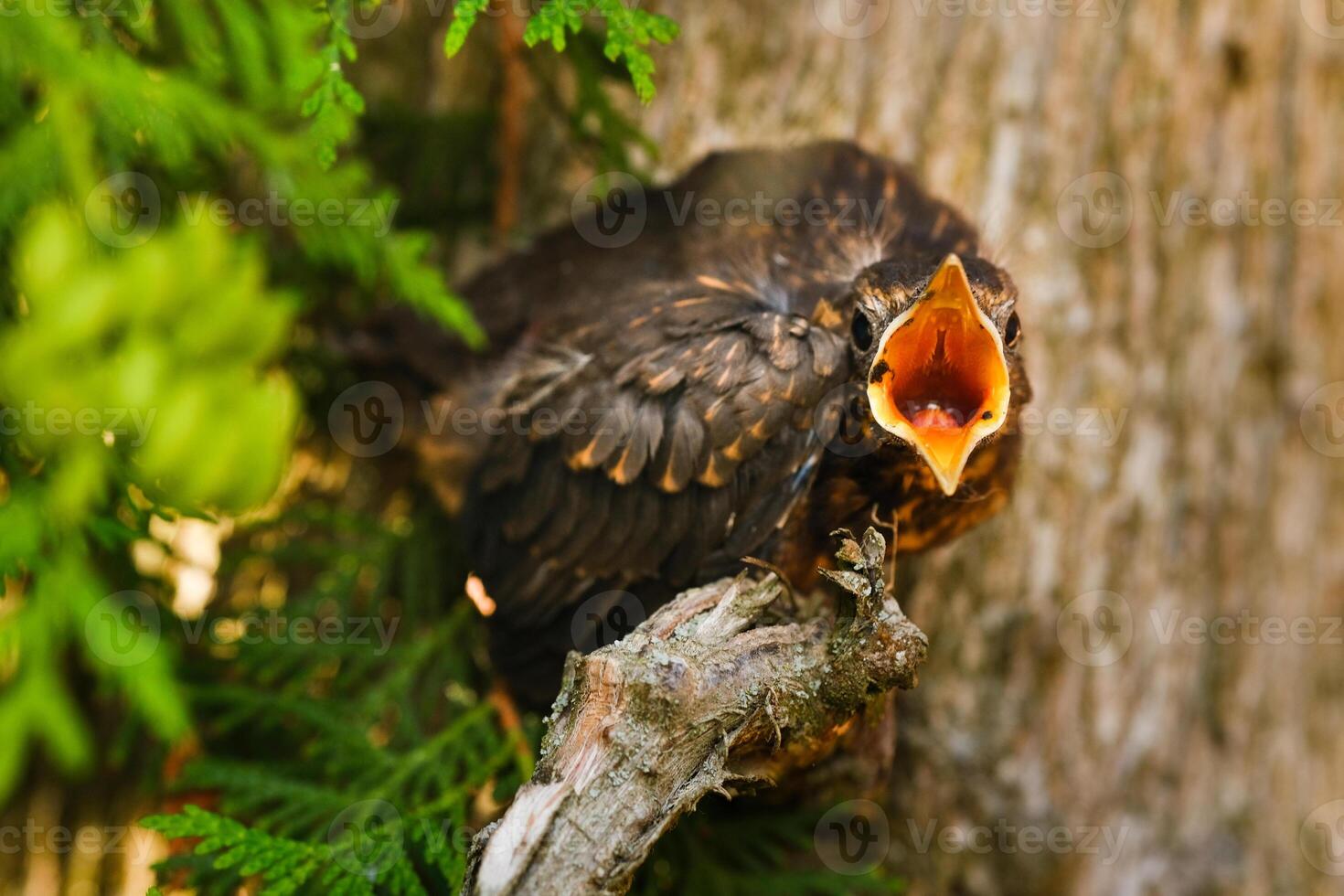 A thrush chick sits on a tree branch with its beak open in search of food. The bird is a small blackbird sitting on a tree photo