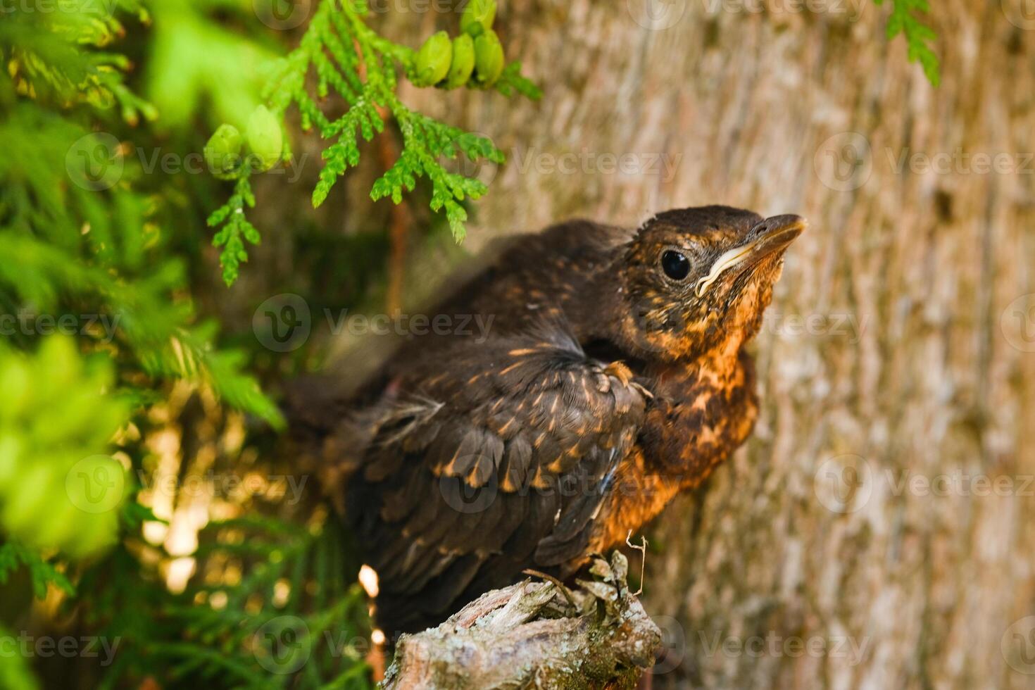 A thrush chick is sitting on a tree branch. The bird is a small blackbird sitting on the tree photo