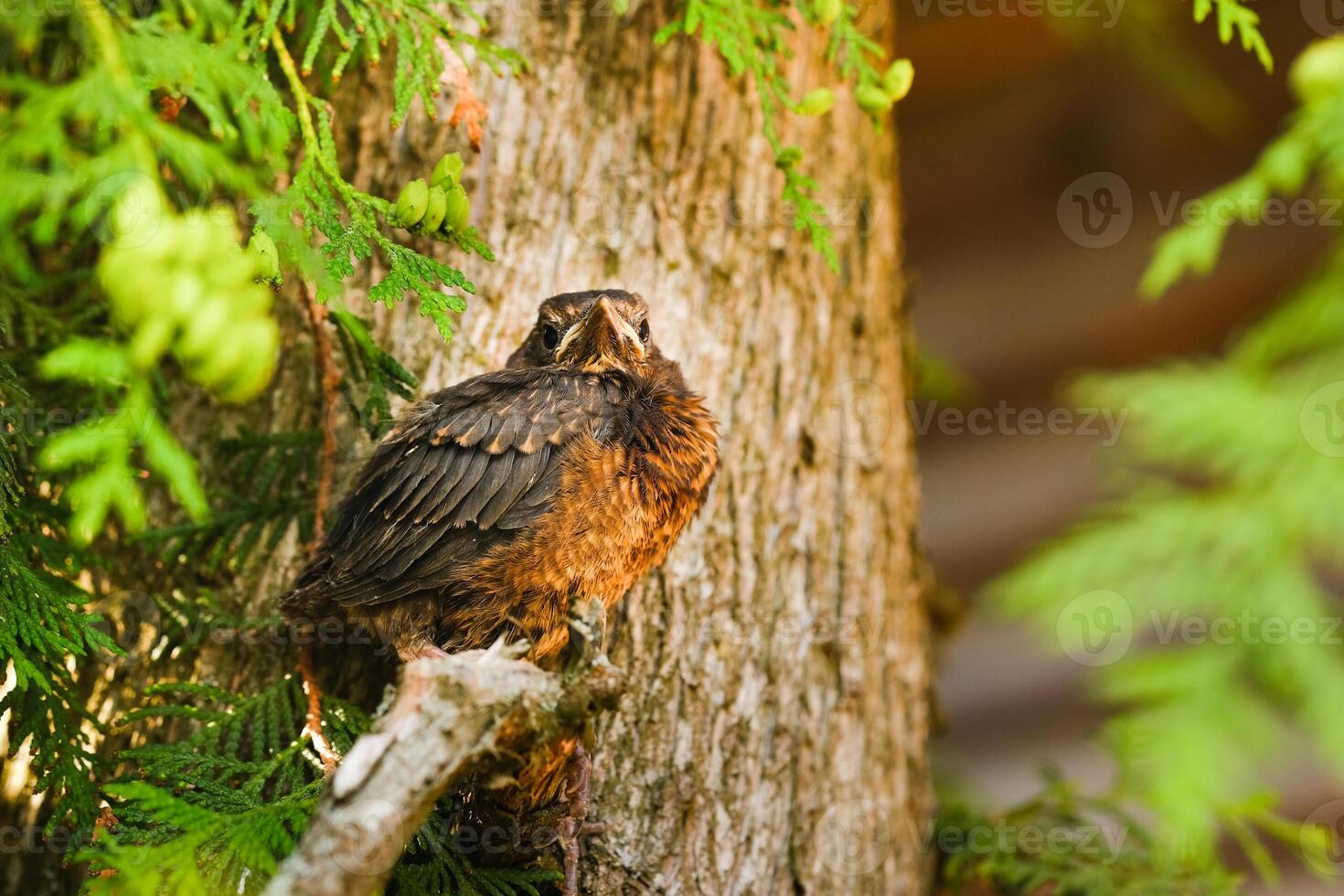 A thrush chick is sitting on a tree branch. The bird is a small blackbird sitting on the tree photo