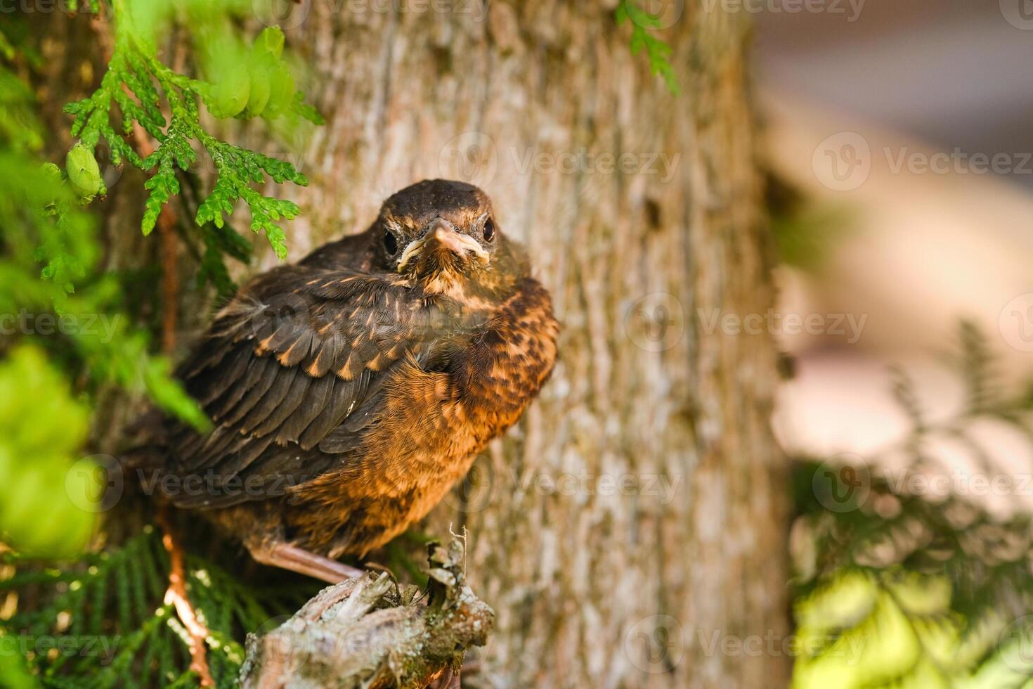 A thrush chick is sitting on a tree branch. The bird is a small blackbird sitting on the tree photo