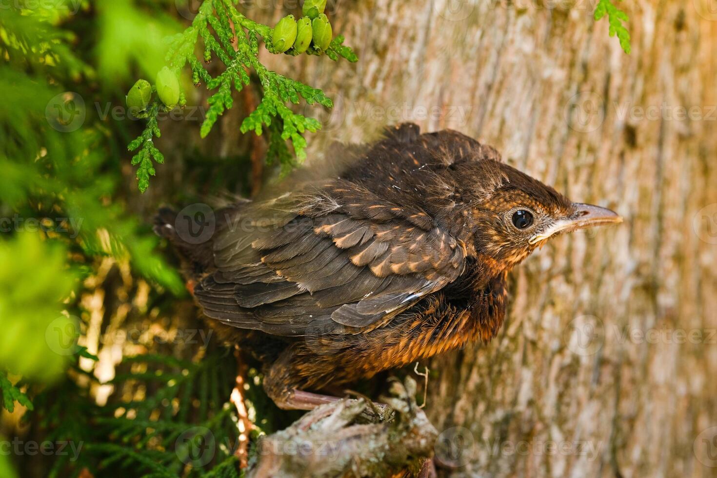 A thrush chick is sitting on a tree branch. The bird is a small blackbird sitting on the tree photo