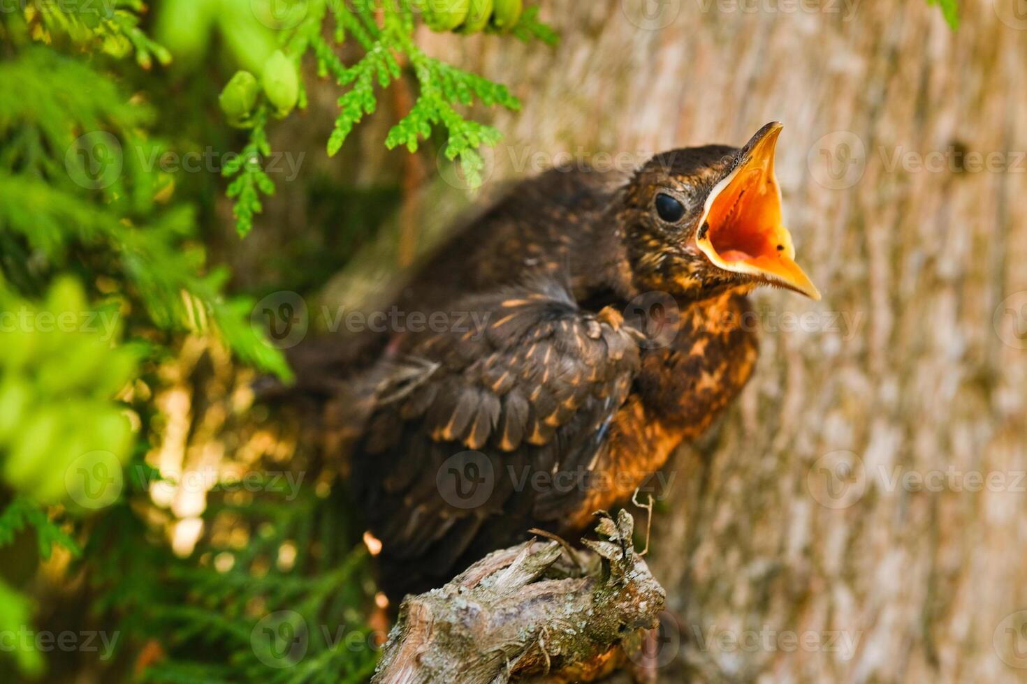 A thrush chick sits on a tree branch with its beak open in search of food. The bird is a small blackbird sitting on a tree photo