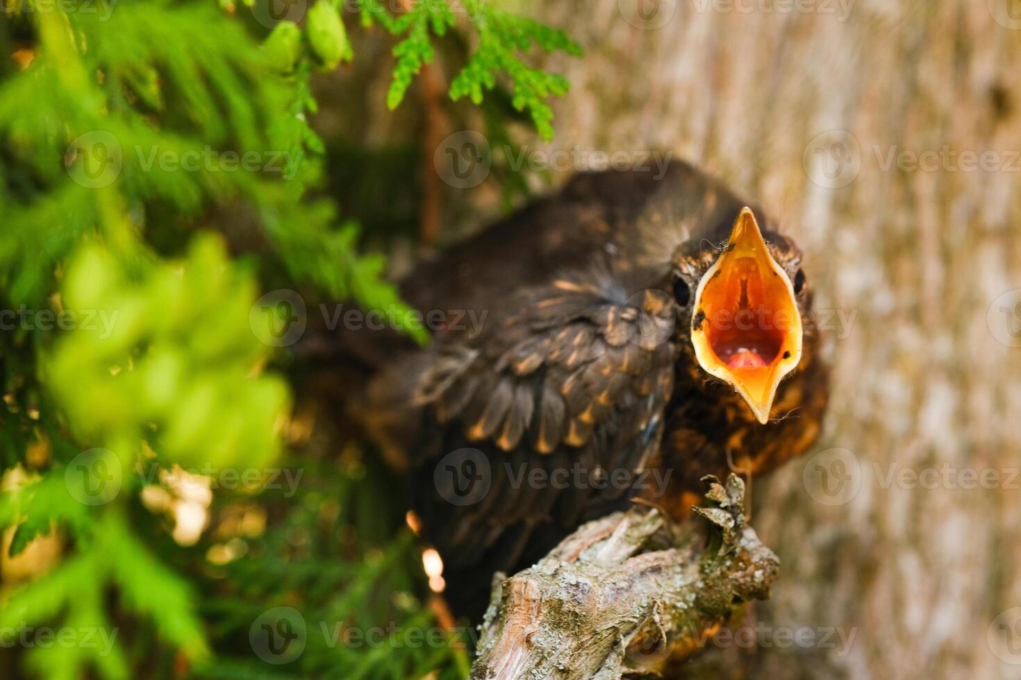 A thrush chick sits on a tree branch with its beak open in search of food. The bird is a small blackbird sitting on a tree photo
