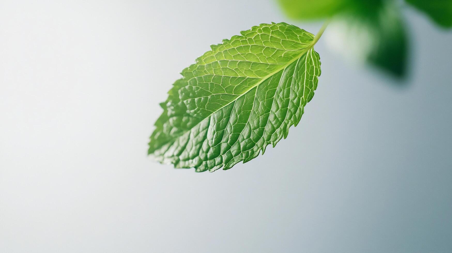 A close up of a leaf on a white background photo