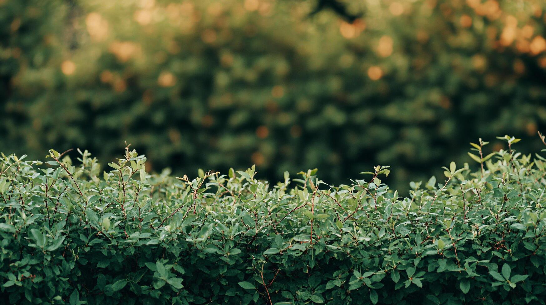 Lush green bush with a few leaves on it. The bush is full of green leaves and is very thick photo