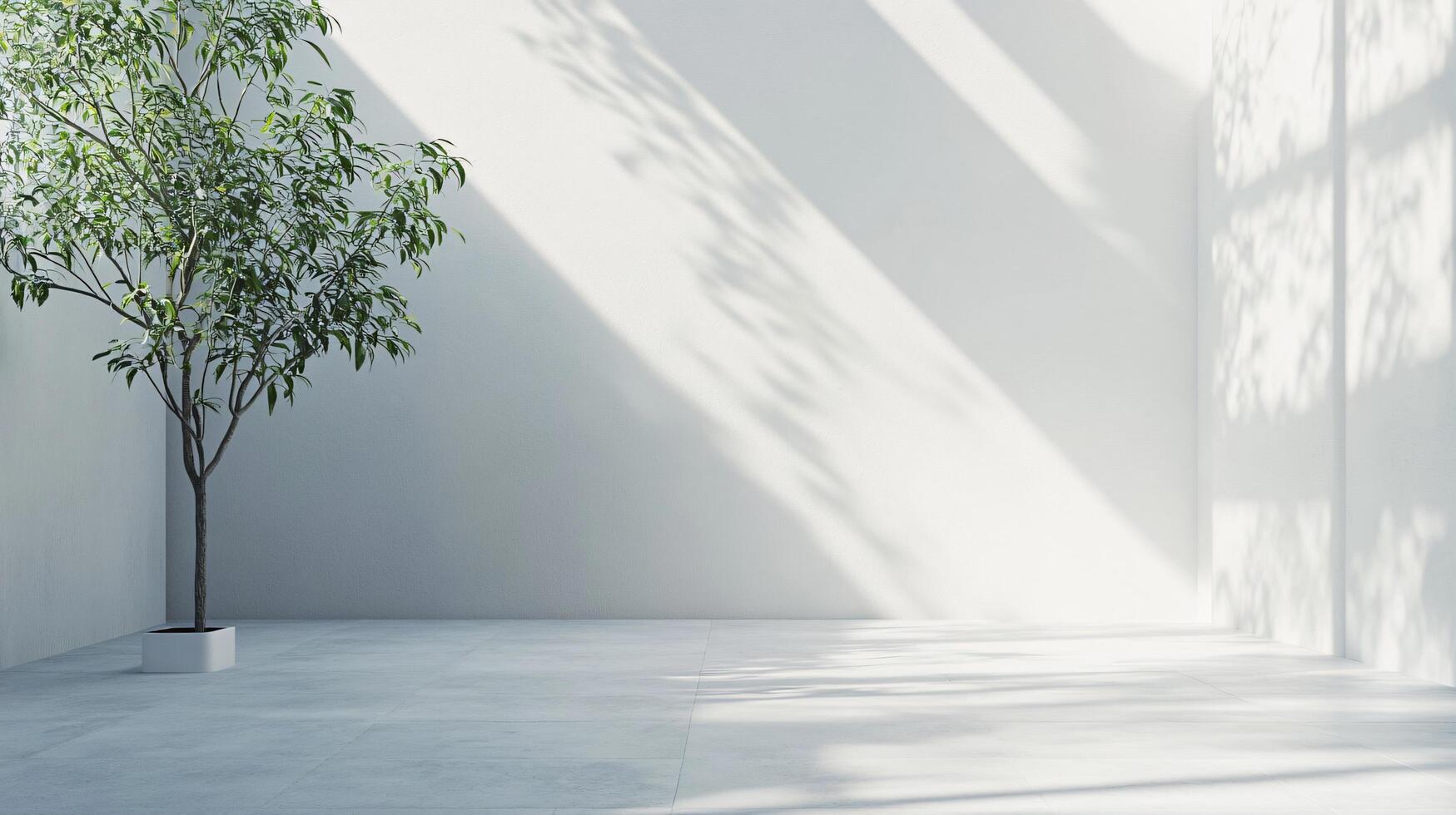 White room with a tree in the corner. The room is empty and the tree is the only object in the room photo