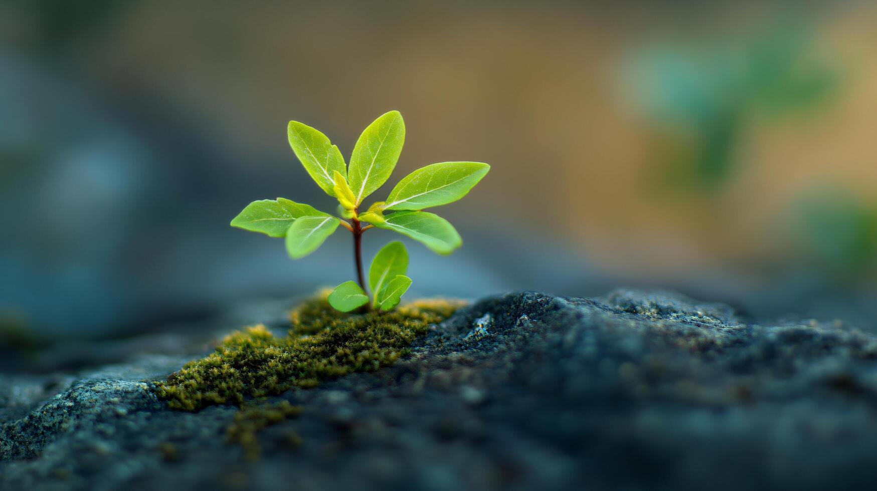 Small green plant is growing on a rock. The plant is surrounded by moss and he is thriving in its environment. Concept of resilience and growth, as the plant is able to survive photo