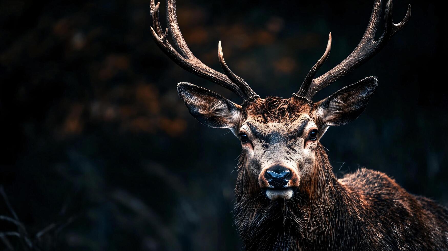 Deer with brown antlers is standing in the dark. The image has a moody and mysterious feel to it photo