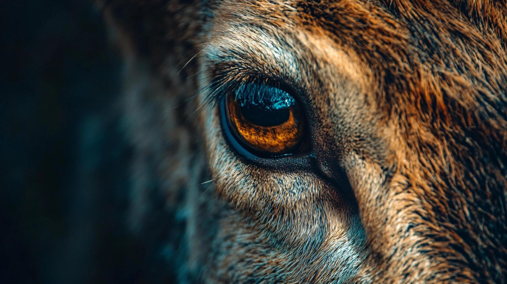 Close up of a deer's eye with a blue tint. The eye is surrounded by fur and the fur is brown photo