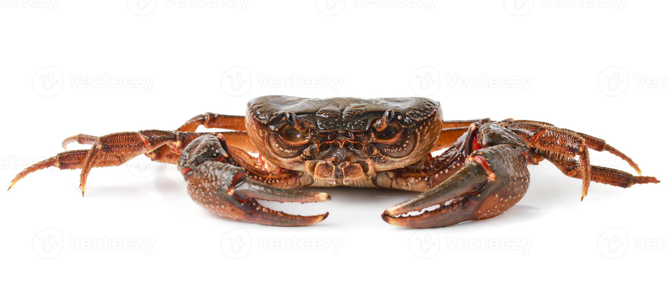 Orange Crab isolated on white background, Fresh seafood, Serrated mud crab, Thai mountain crab. photo