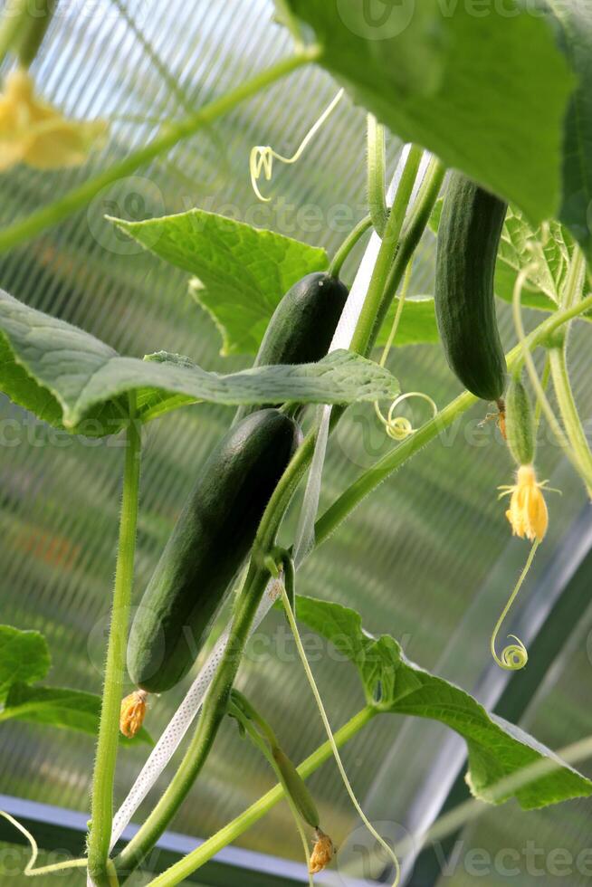 Large elongated smooth cucumbers against the background of small cucumbers photo