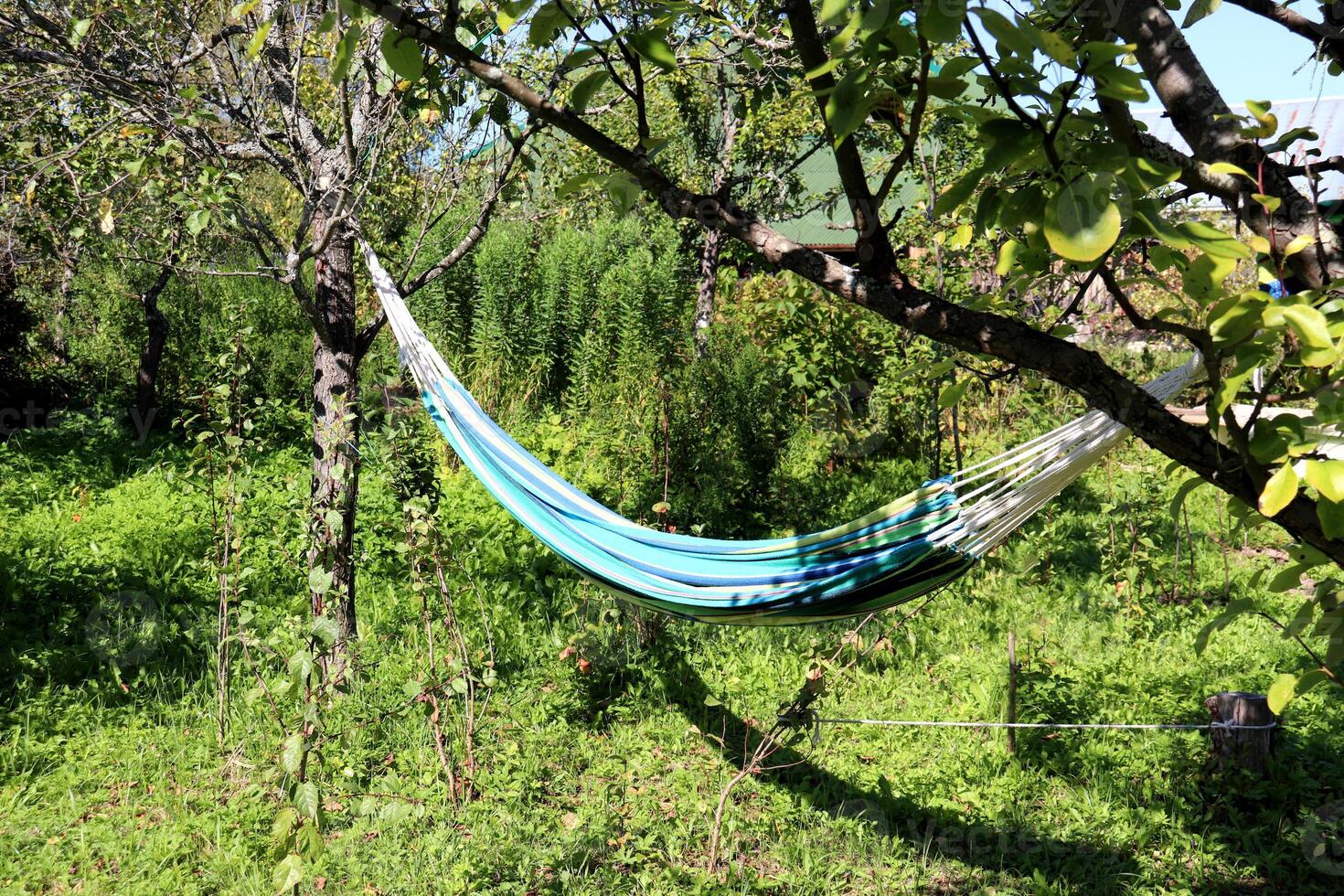 Striped hammock hanging and an apple tree branch in the foreground photo