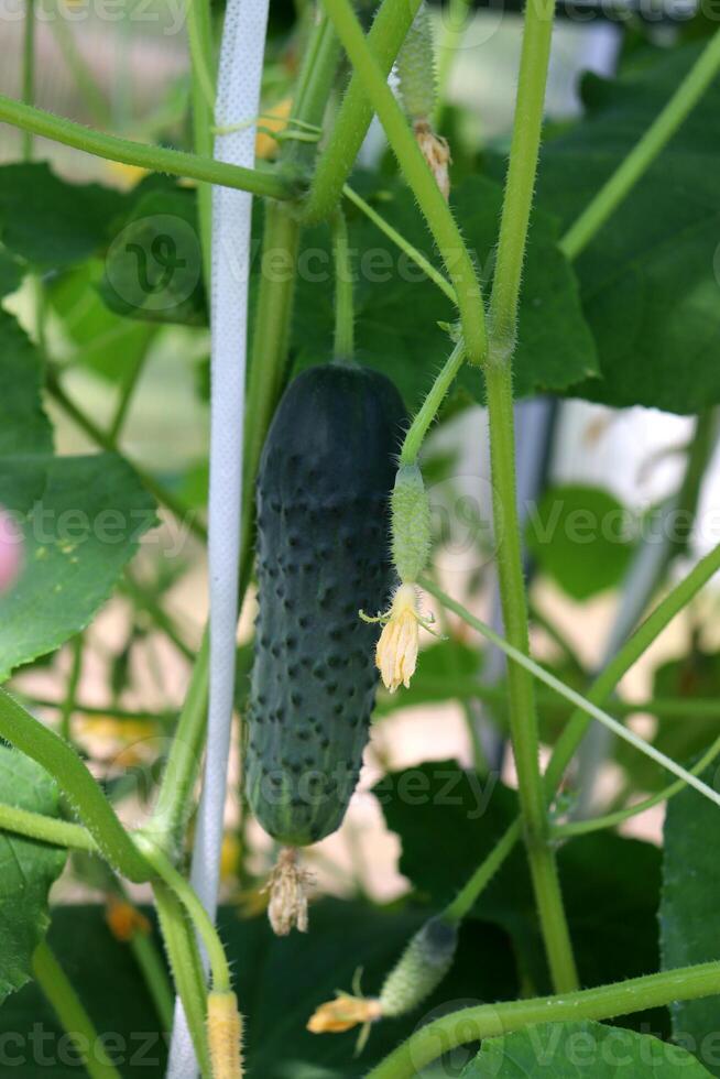 Small cucumber with flower next to big one on bush in greenhouse photo