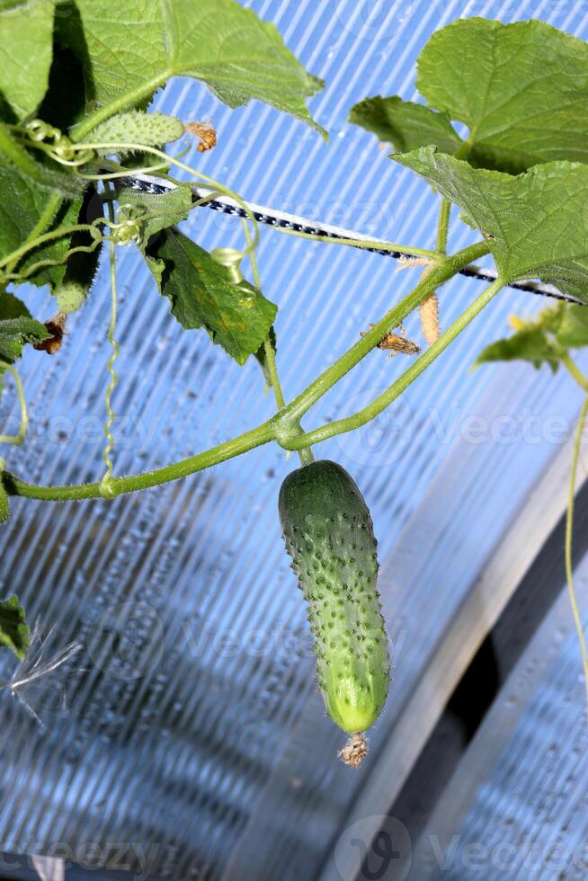 Medium-sized pimply cucumber on a branch of a bush in a greenhouse photo